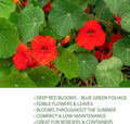 Empress of India Nasturtium Seeds (Tropaeolum nanum) – Heirloom Non-GMO Seeds by Isla’s Garden Seeds, Deep Crimson Blooms  Dark Green Foliage, Edible Flowers, Perfect for Gardens  Containers(60pcs)