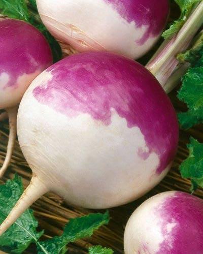 200/1000/2000 PURPLE Top WHITE Globe TURNIP Brassica Rapa Vegetable Seeds(200 Seeds)