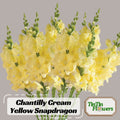 Chantilly Cream Yellow Snapdragon Seeds - Cold Resistant - Attracts pollinators - Open-Pollinating - Plant before the frost/after frost #51