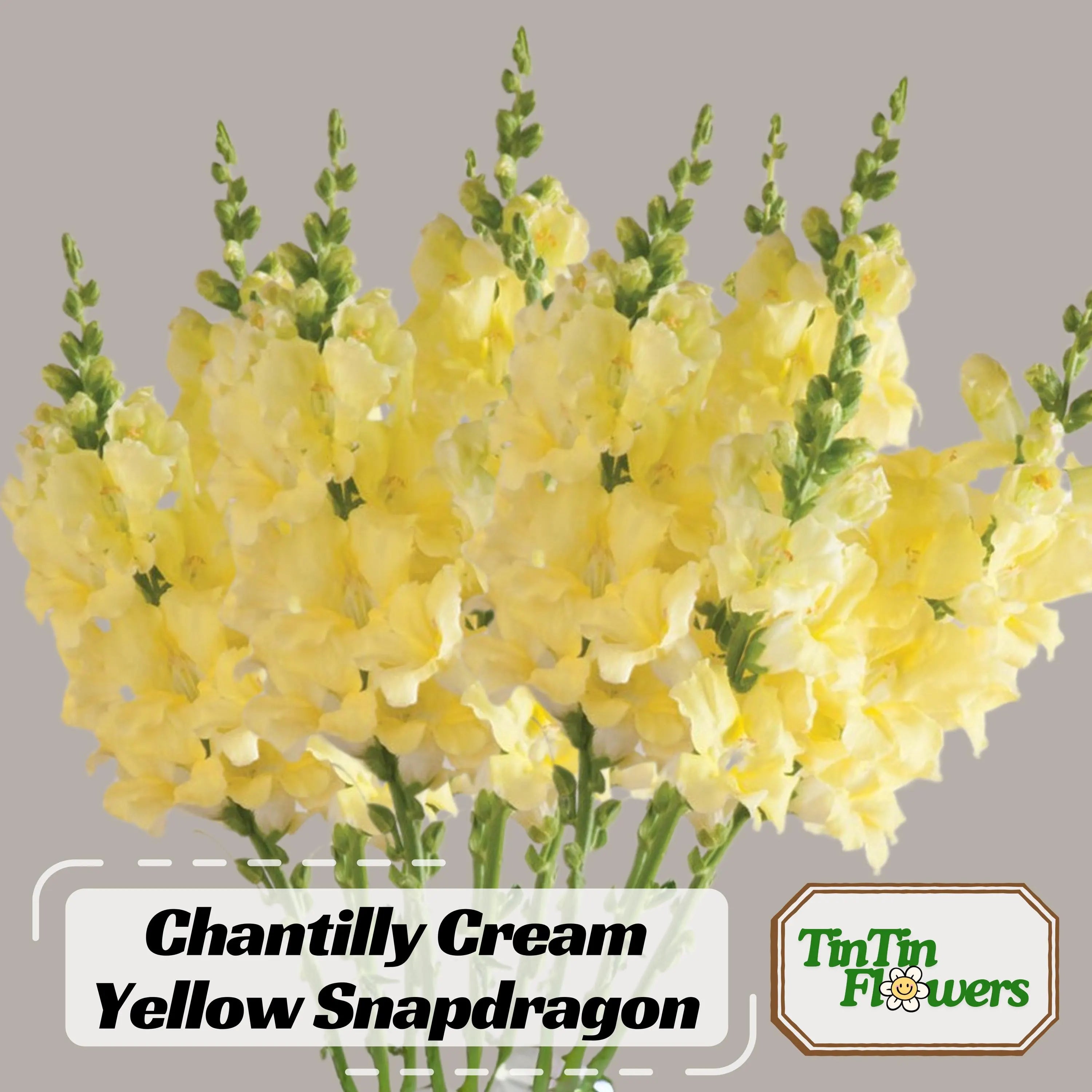 Chantilly Cream Yellow Snapdragon Seeds - Cold Resistant - Attracts pollinators - Open-Pollinating - Plant before the frost/after frost #51