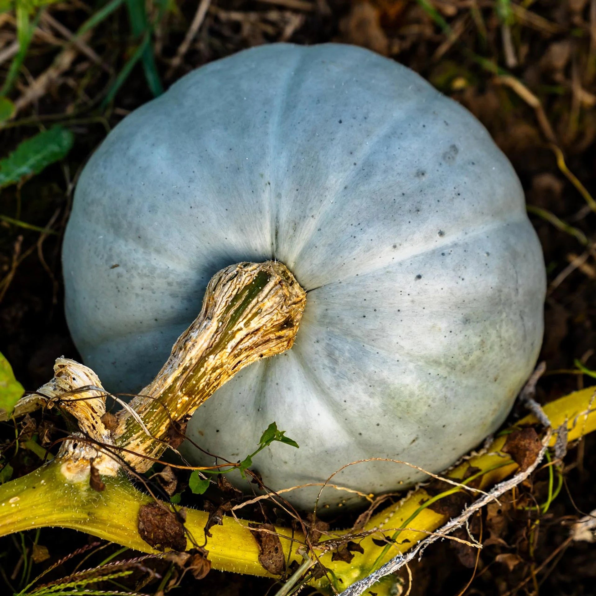 Hungarian Blue Pumpkin Seeds: Heirloom Winter Squash
