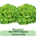 Organic Lettuce Seeds Muir MTO Organic Seed