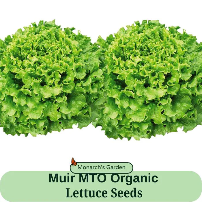 Organic Lettuce Seeds Muir MTO Organic Seed