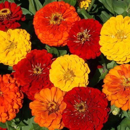 100 Lava Lamp Zinnia Mix Seeds. Ships free