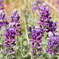 Lupinus albifrons (Silver Lupine) Seeds - Fast Growing -Drought Tolerant - Nitrogen Fixer - Attracts Pollinators -Plant in Spring/Fall(100 Seeds)
