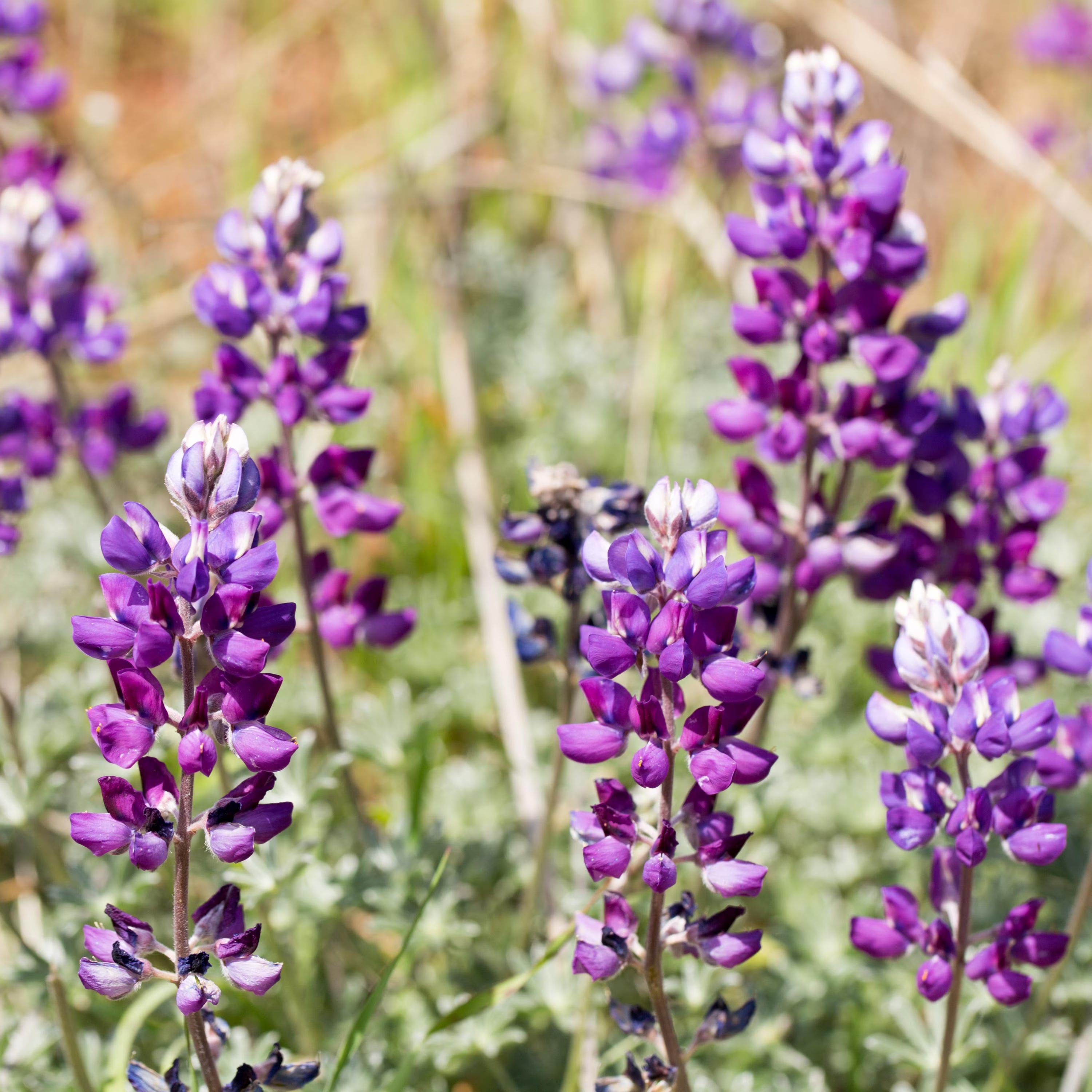 Lupinus albifrons (Silver Lupine) Seeds - Fast Growing -Drought Tolerant - Nitrogen Fixer - Attracts Pollinators -Plant in Spring/Fall(100 Seeds)