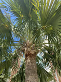 Sabal causiarum seeds. Puerto Rican Hat Palm! Cold Hardy! Massive Palm!(4 Seeds)