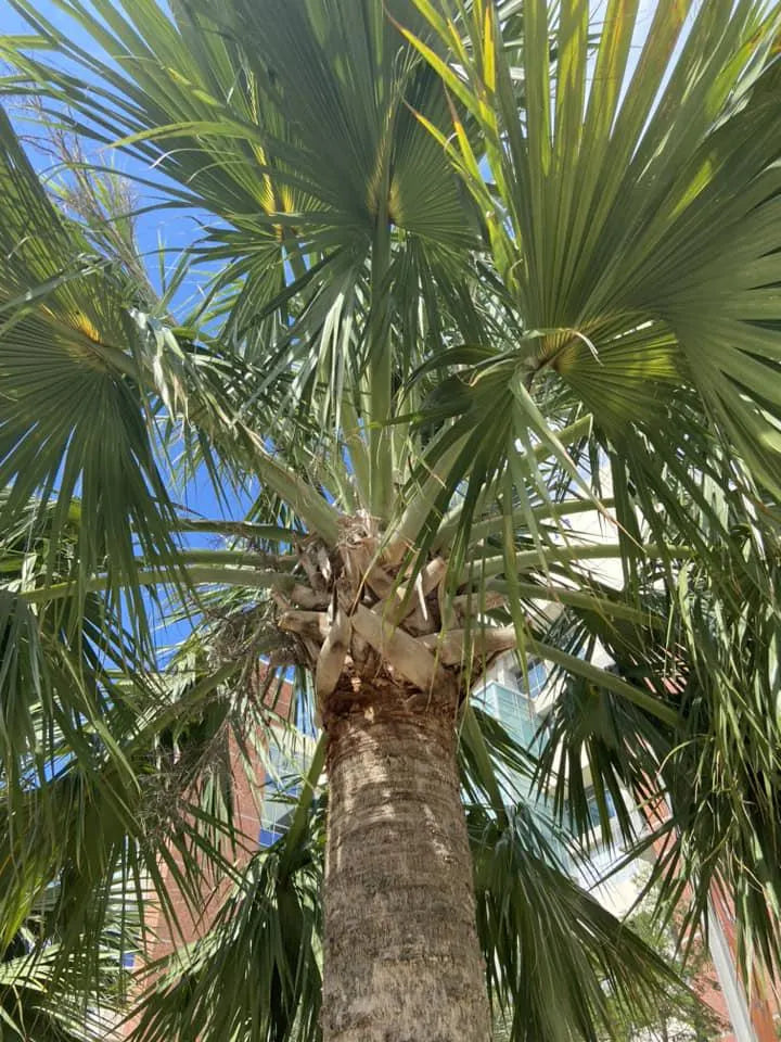 Sabal causiarum seeds. Puerto Rican Hat Palm! Cold Hardy! Massive Palm!(4 Seeds)
