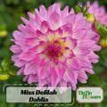 40 Seeds | Miss Delilah Dahlia Seeds - Pollinator Friendly- Open Pollinated - Heirloom - Flower Seeds - Mix Seeds to Plant - .#D066