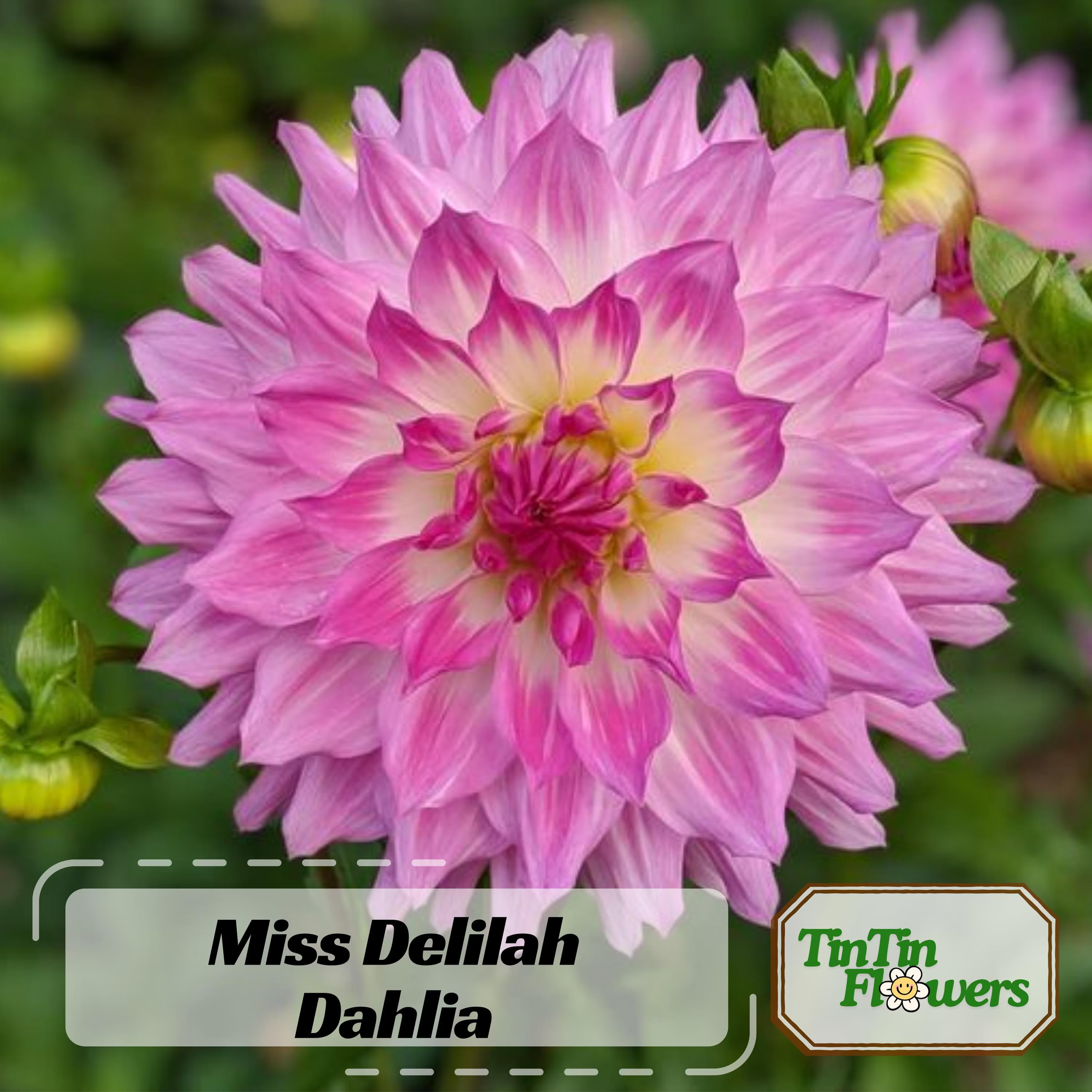 40 Seeds | Miss Delilah Dahlia Seeds - Pollinator Friendly- Open Pollinated - Heirloom - Flower Seeds - Mix Seeds to Plant - .#D066