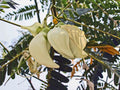 WHITE HUMMINGBIRD TREE Seeds *Free Shipping!* Fresh  Organic Sesbania grandiflora Seeds | White Outdoor Flower Seeds for Planting | Agati(20 Seeds)