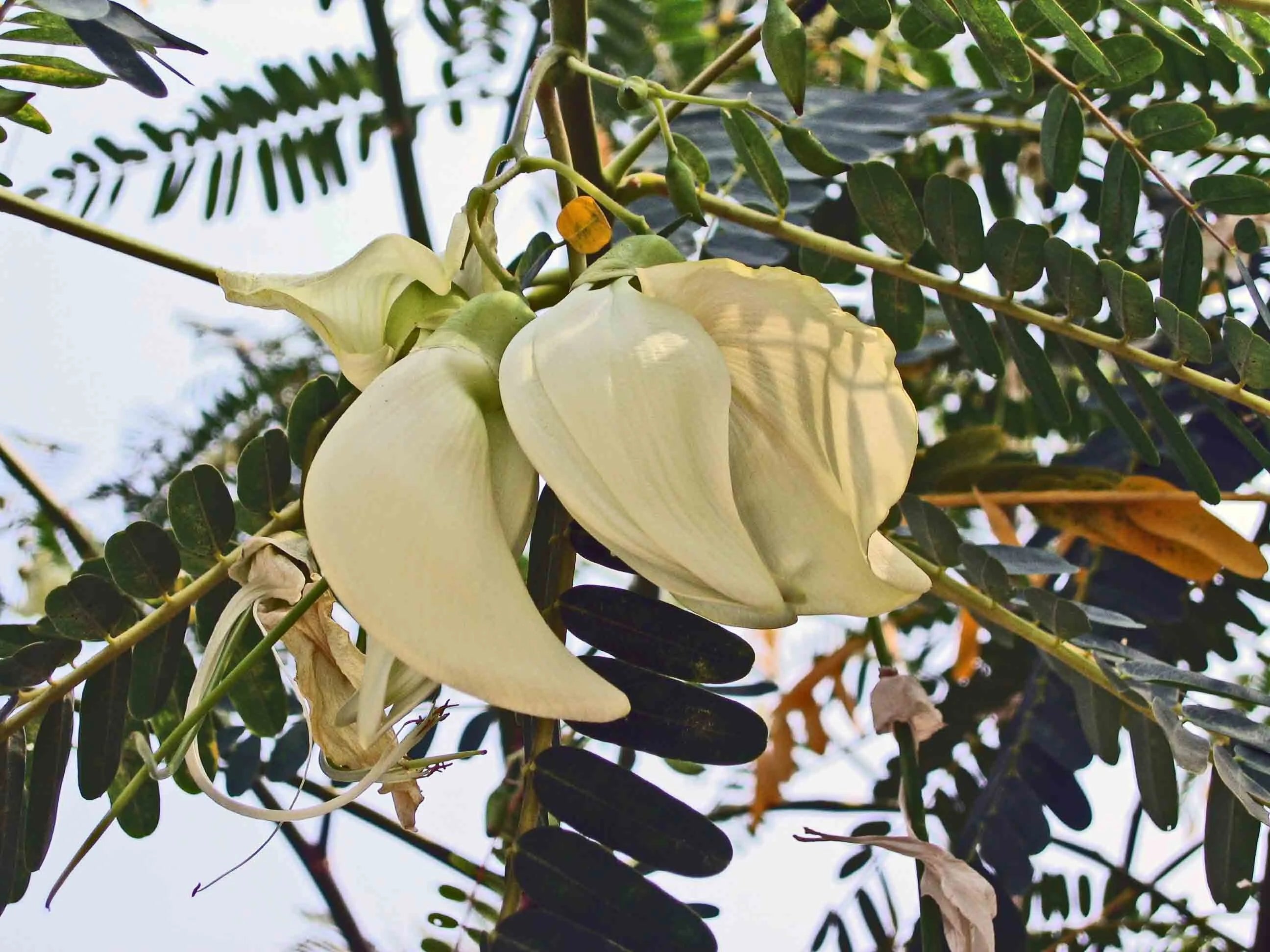 WHITE HUMMINGBIRD TREE Seeds *Free Shipping!* Fresh  Organic Sesbania grandiflora Seeds | White Outdoor Flower Seeds for Planting | Agati(20 Seeds)