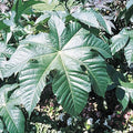 35 Giant Zanzibar Wonder Tree Castor Exotic Seeds. Ships free