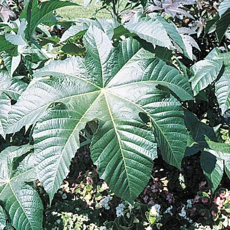 35 Giant Zanzibar Wonder Tree Castor Exotic Seeds. Ships free