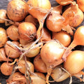Super Sweet Candy Onion Sets For Planting - Starter Bulbs for Growing Home Farm Garden Free Shipping - For 2025 Free Shipping(25+ Count - Szs Vary)