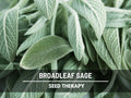 Broadleaf Sage Seeds – Heirloom Herb, Medicinal  Culinary, Flavorful, Fragrant, Non-GMO, Garden Gift | 50 Seeds