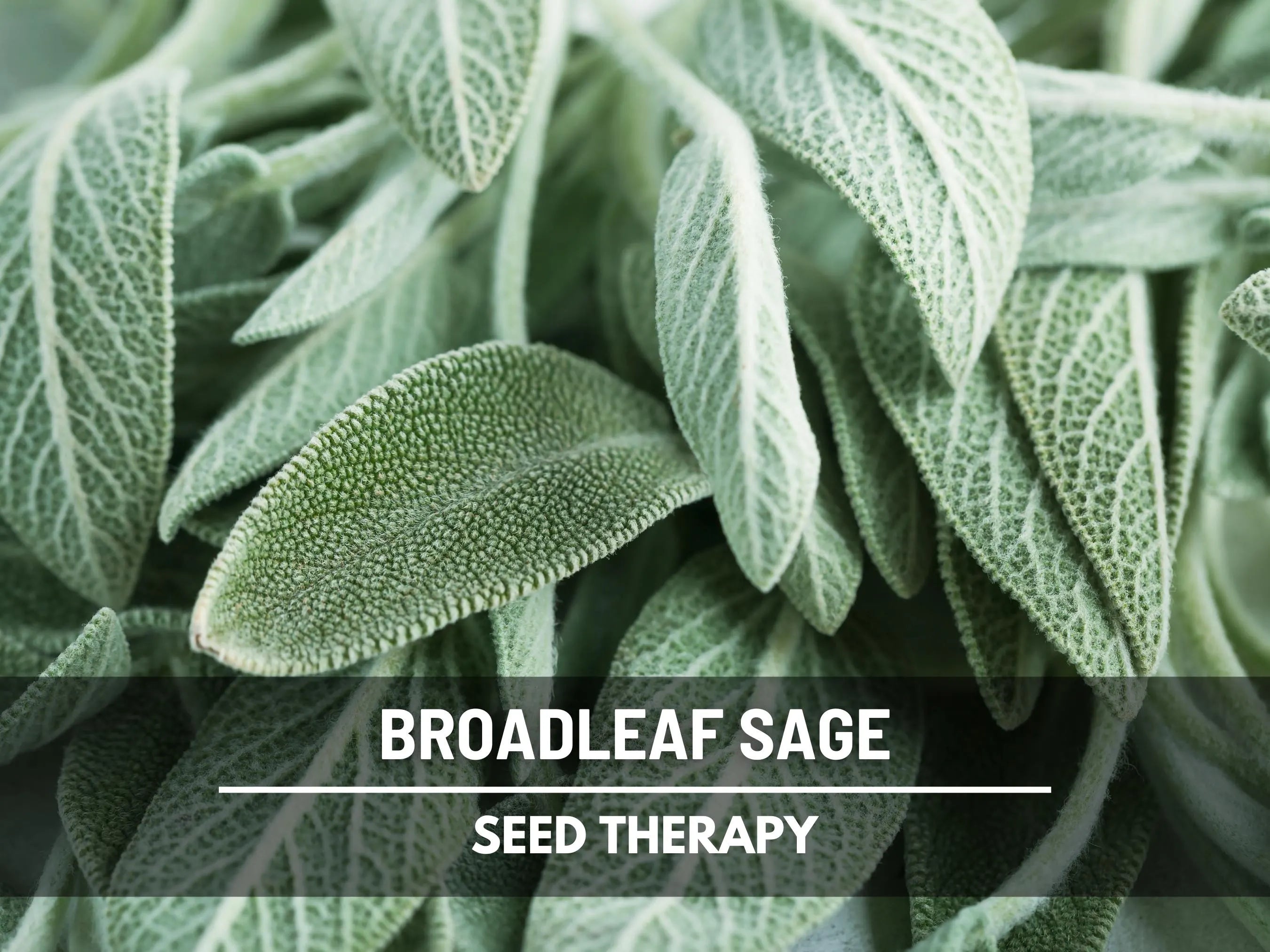 Broadleaf Sage Seeds – Heirloom Herb, Medicinal  Culinary, Flavorful, Fragrant, Non-GMO, Garden Gift | 50 Seeds