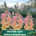 Chantilly Light Salmon Snapdragon Seeds – Soft Peach-Pink Ruffled Bloom –  Friendly -Pollinating-Plant in early Spring - 40 SEEDS - new4 -47