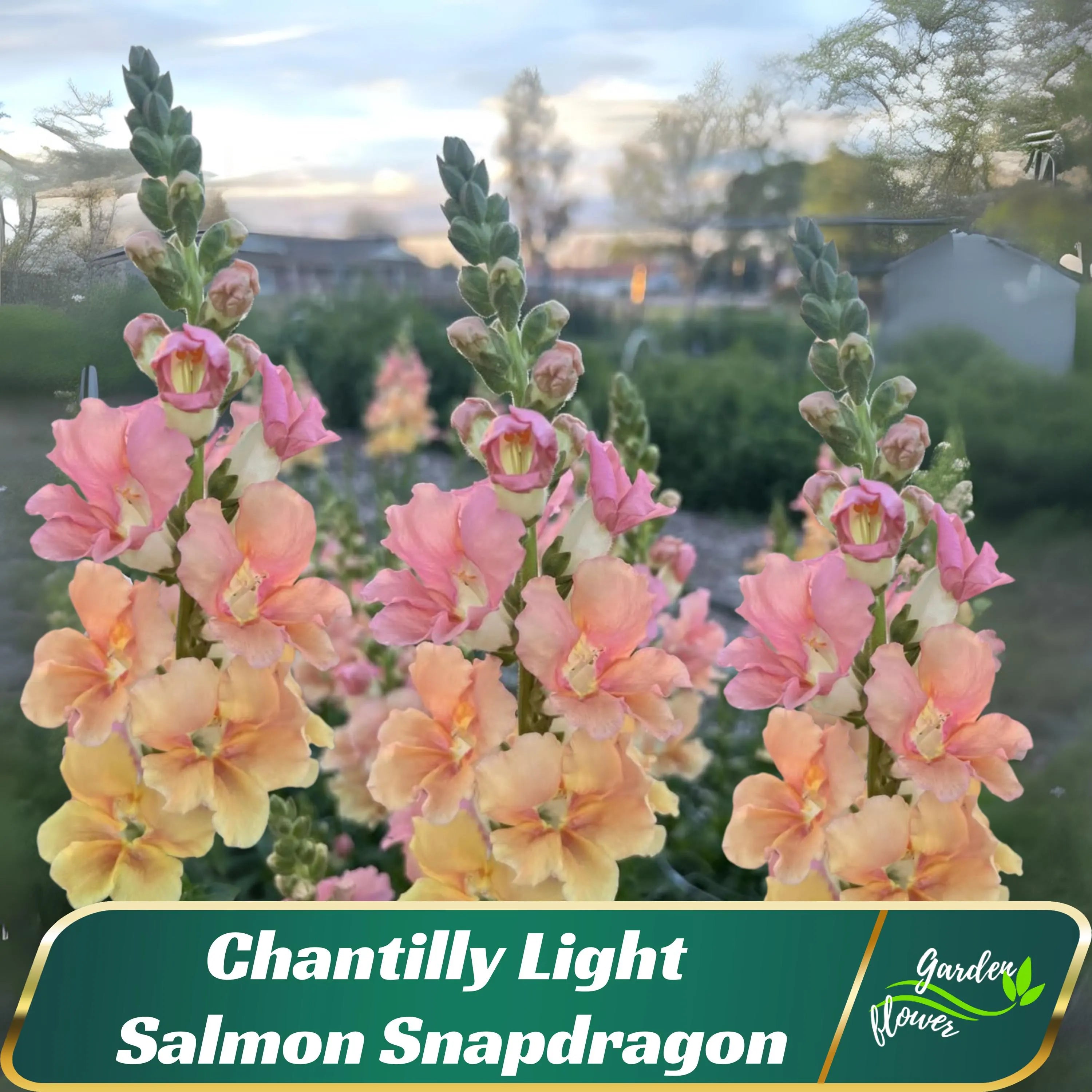 Chantilly Light Salmon Snapdragon Seeds – Soft Peach-Pink Ruffled Bloom –  Friendly -Pollinating-Plant in early Spring - 40 SEEDS - new4 -47