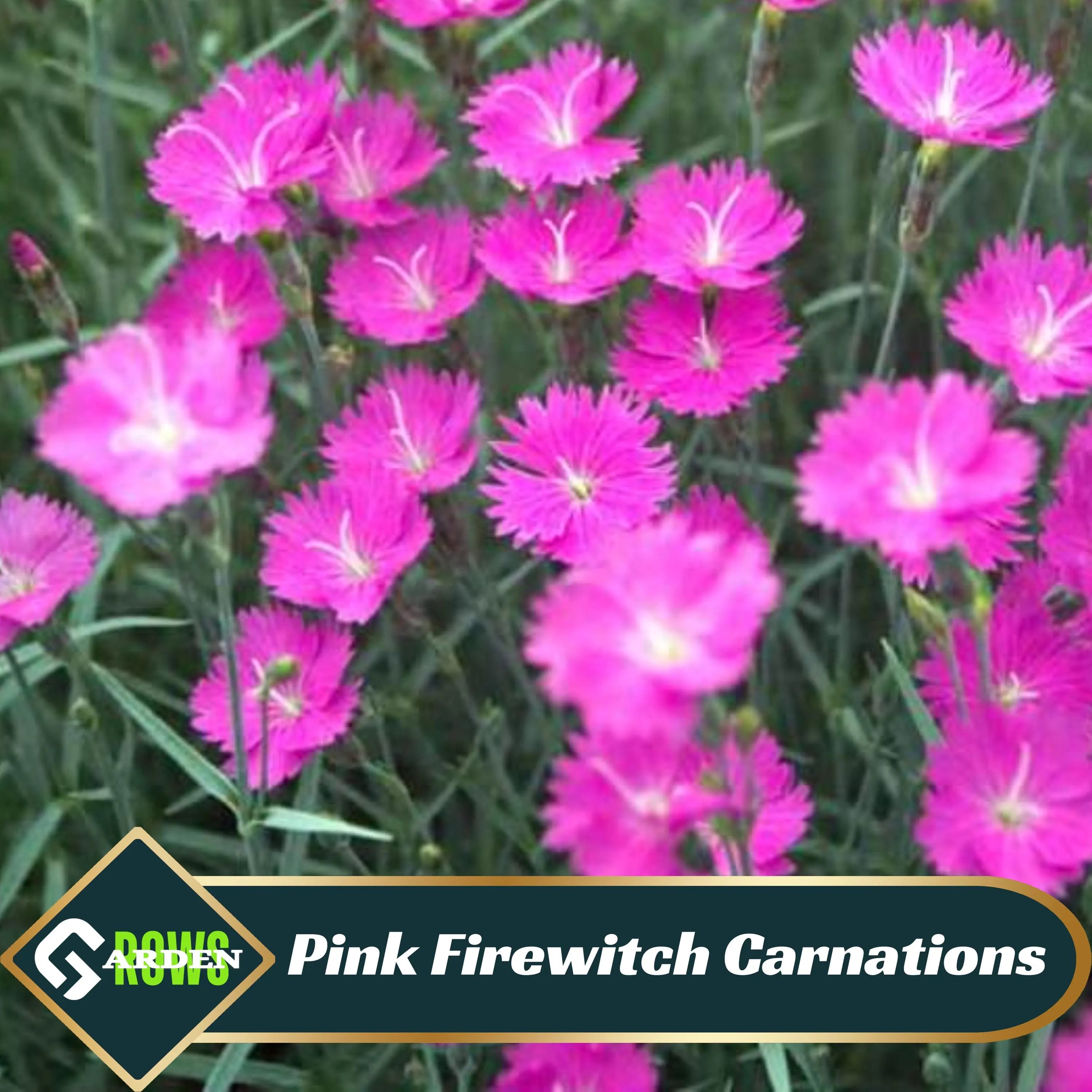 Pink Firewitch Carnations Seeds  - Dianthus Seeds - Open-Pollinated - Organic - Heirloom - Flower Seeds - Mix Seeds to Plant - .#ca32