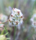California Dwarf Plantain Seeds ~Plantago erecta~ Endemic California Annual, Charming, Habitat Builder(25 Fresh Seeds)