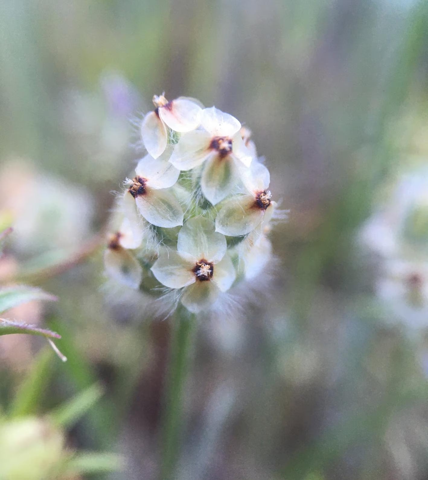 California Dwarf Plantain Seeds ~Plantago erecta~ Endemic California Annual, Charming, Habitat Builder(25 Fresh Seeds)
