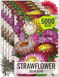 Seed Needs Strawflower Seeds for Planting - Heirloom  Open Pollinated Annual Flower Seed - Grow a Colorful Mix of Wildflowers for a Butterfly Garden, Bouquets  Floral Arrangements (1 Pack)(5 Packs)