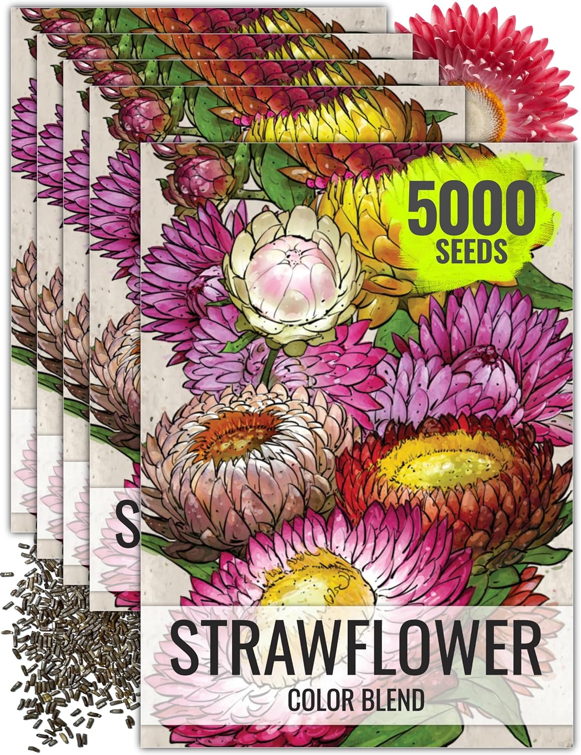 Seed Needs Strawflower Seeds for Planting - Heirloom  Open Pollinated Annual Flower Seed - Grow a Colorful Mix of Wildflowers for a Butterfly Garden, Bouquets  Floral Arrangements (1 Pack)(5 Packs)
