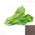 SEEDS Chinese/Asian Mustard Green,Mustasa,Kai Choi/Gai Choy/Châu á mù tạt SEEDS - Free Shipping(100 Seeds)