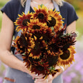 Sunflower Red Sun x 25 seeds