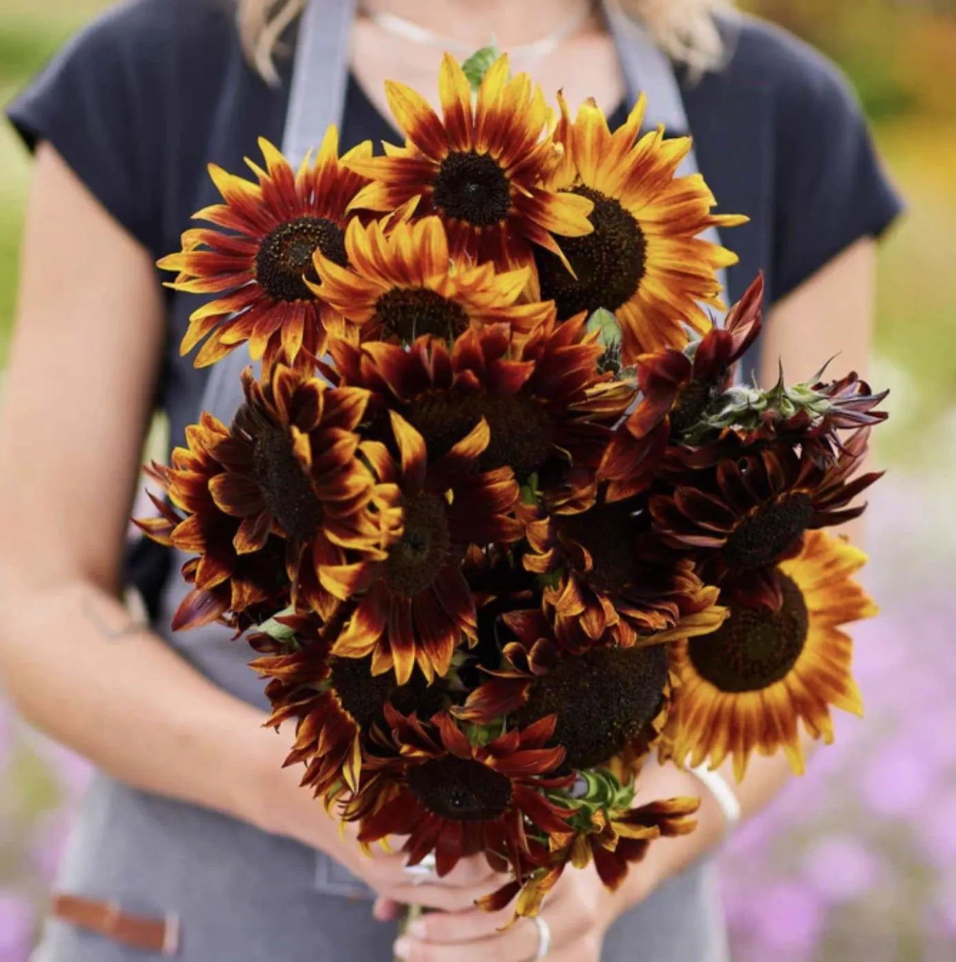 Sunflower Red Sun x 25 seeds
