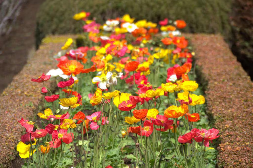 2500 ICELAND POPPY MIX Papaver Nudicaule Mixed Colors Flower Seeds *Comb S/H