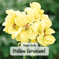 Yellow Geranium Seeds: Perennial Flower, Bright Garden Blooms