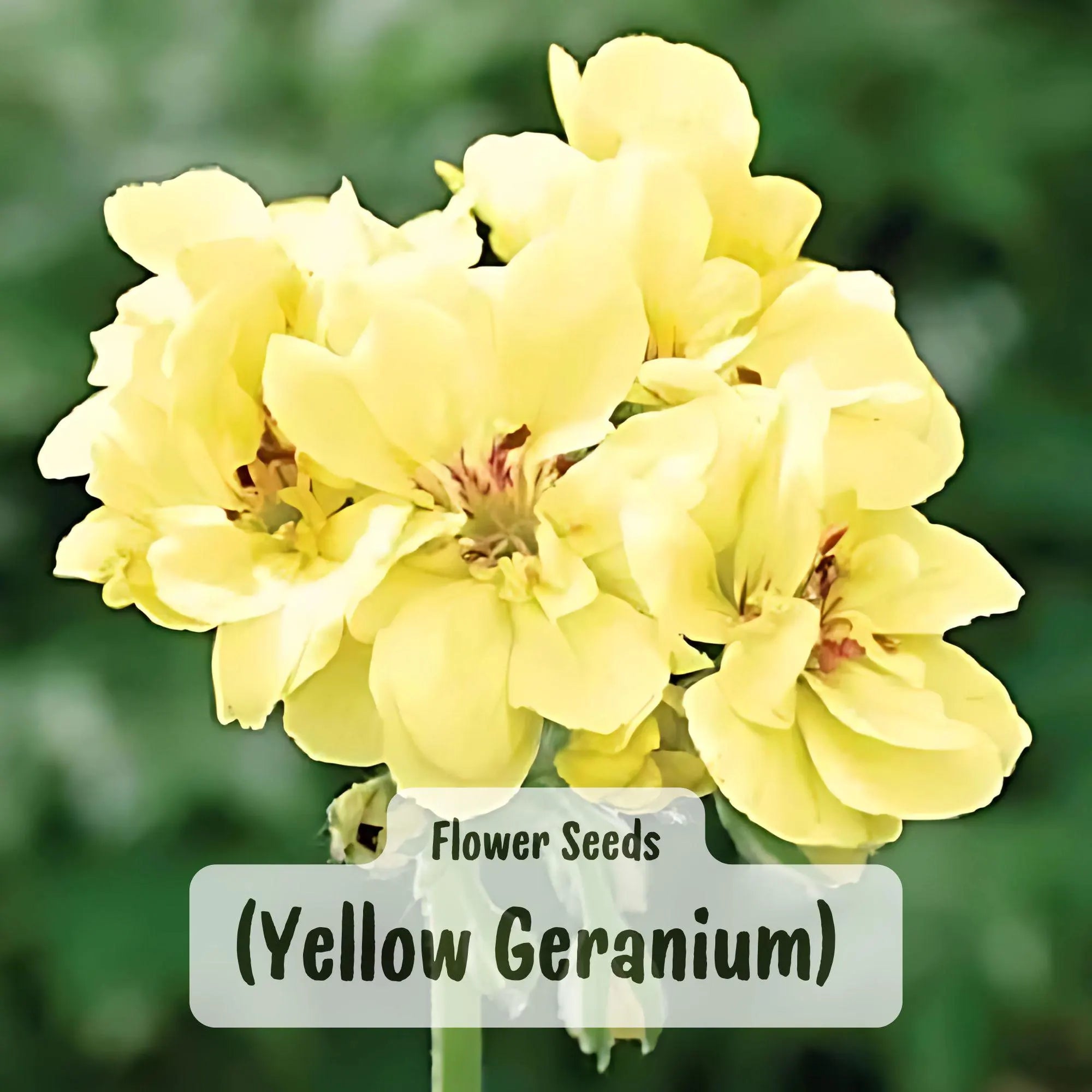 Yellow Geranium Seeds: Perennial Flower, Bright Garden Blooms