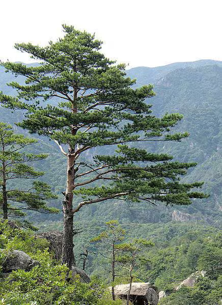 10 RED Japanese PINE TREE Korean Pinus Densiflora Evergreen Seeds *Flat Shipping