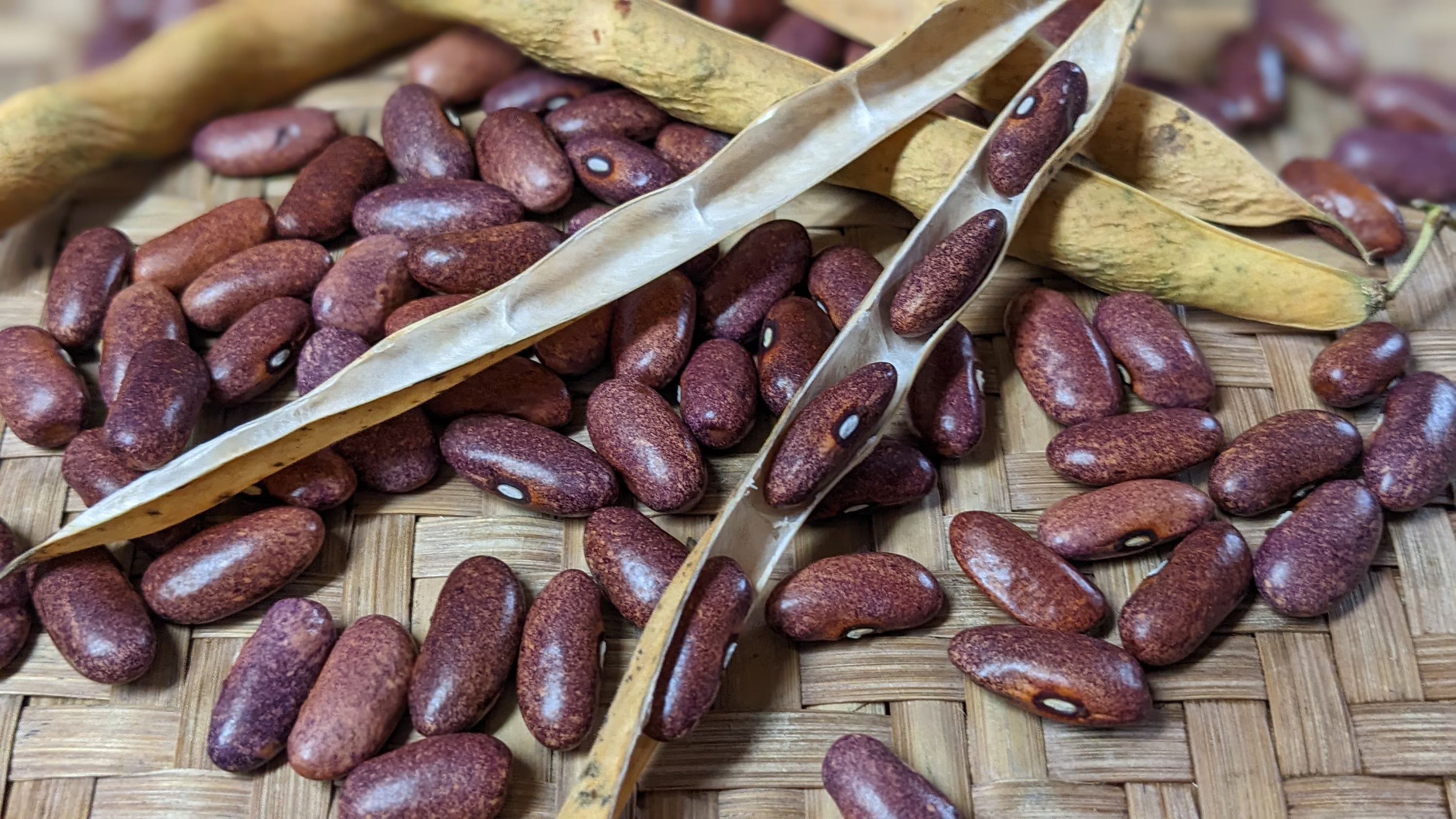 Purple Stardust Bush Bean