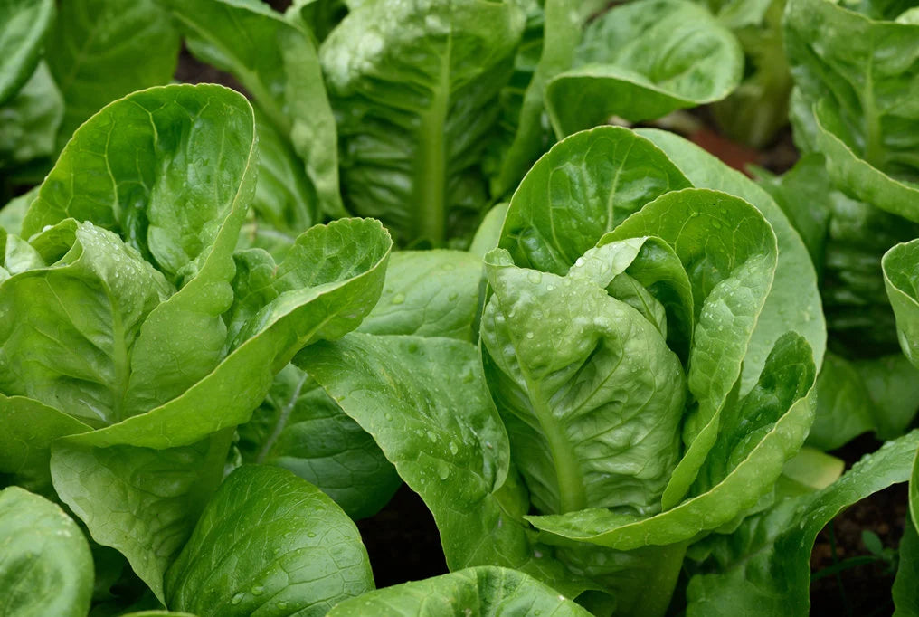 Parris Island Cos Romaine Lettuce Seeds 100/500/1000+ Vegetable Garden NON-GMO Heirloom(100 Seeds)