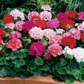 Geranium Maverick Mix Seeds