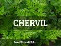 Chervil Seeds (Cow Parsley) | Heirloom - Non-GMO | Anthriscus Cerefolium | Seed Store | Herb Seeds | 1170(400 Seeds)