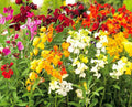 English Wallflower Seeds