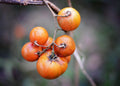 Watermelon Cherry tomato seeds