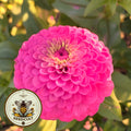 Benarys Giant Carmine Rose Zinnia Seeds, Largest Giant Zinnias, Zinnia Elegans ZE1725
