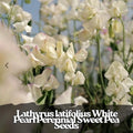 50 White Pearl Sweet Pea Seeds: Perennial Climbing Vine - Trellis  Arbor