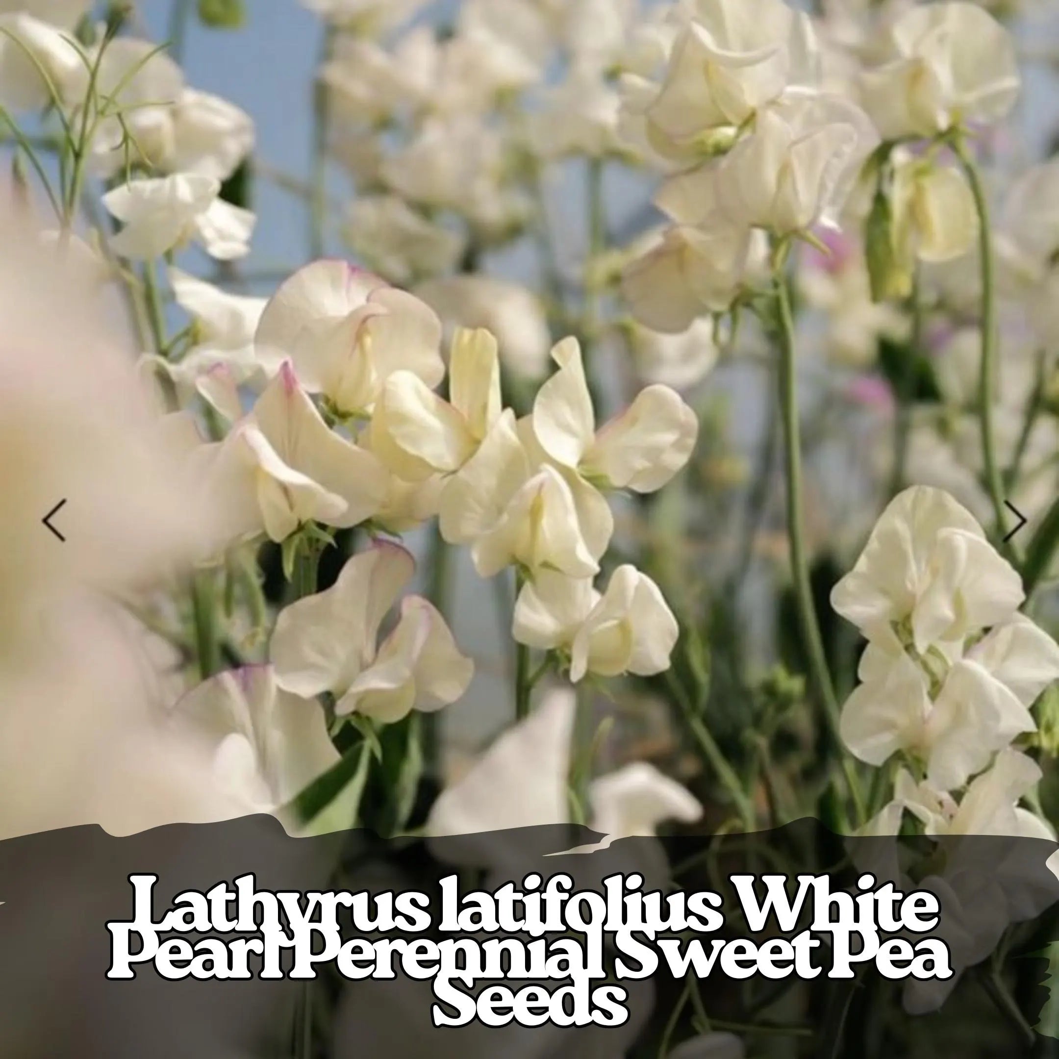 50 White Pearl Sweet Pea Seeds: Perennial Climbing Vine - Trellis  Arbor