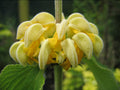 Phlomis Russeliana - Turkish Sage seed