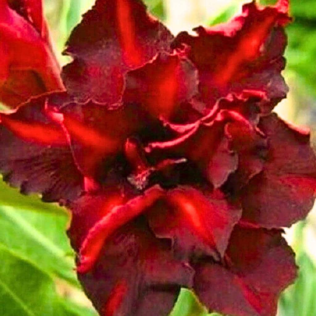 Dark Red Desert Rose Flower Perennial 4 Seeds