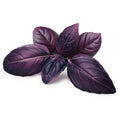 Bulk Organic Dark Opal Purple Basil Seeds,  Ocimum Basilicum OC091C