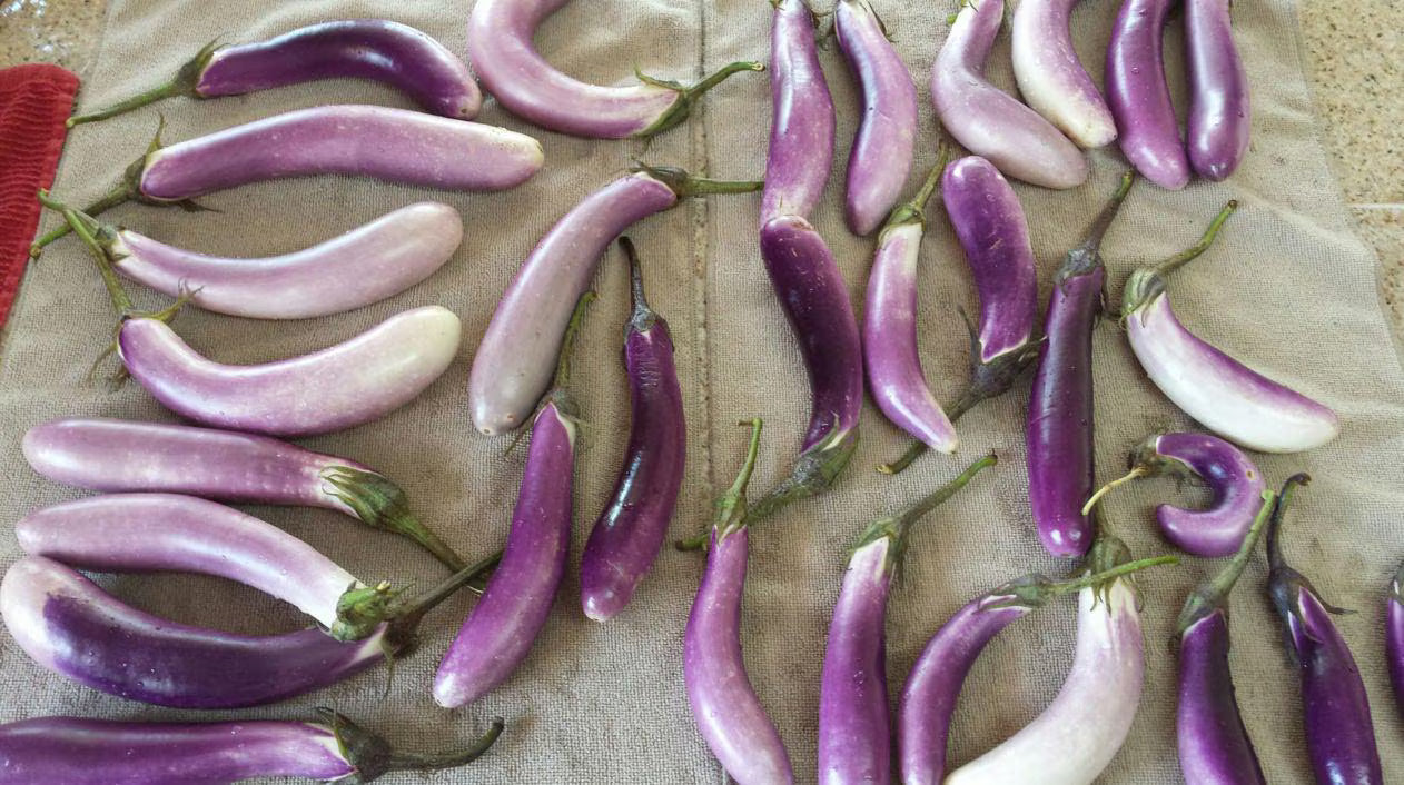 25 BRIDE EGGPLANT White  Purple Fruit / Vegetable Solanum Melongena Seeds