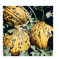 Turkish, Kırkağaç Melon Seeds – Natural, Sweet, and Healthy Summer Delight, Non-Gmo, Heirloom,