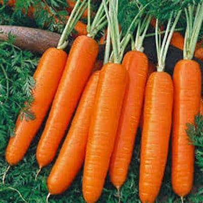 Carrot, Scarlet Nantes Carrot Seeds, Heirloom, NON GMO, Country Creek Acres(20 Seeds)